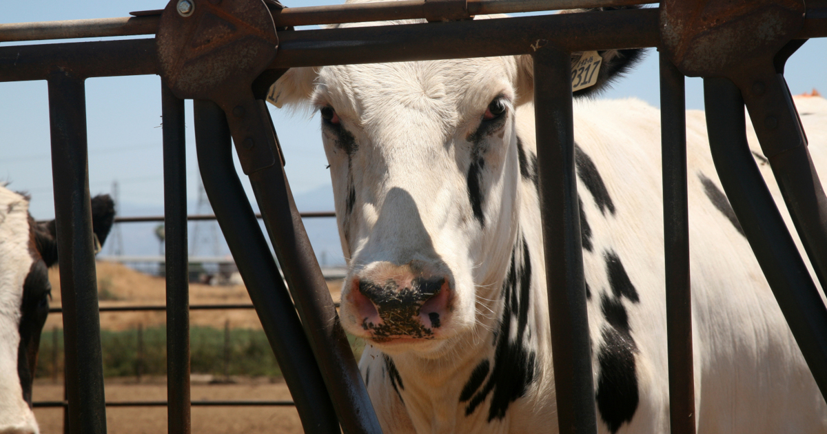 black and white cow behind a metal fence