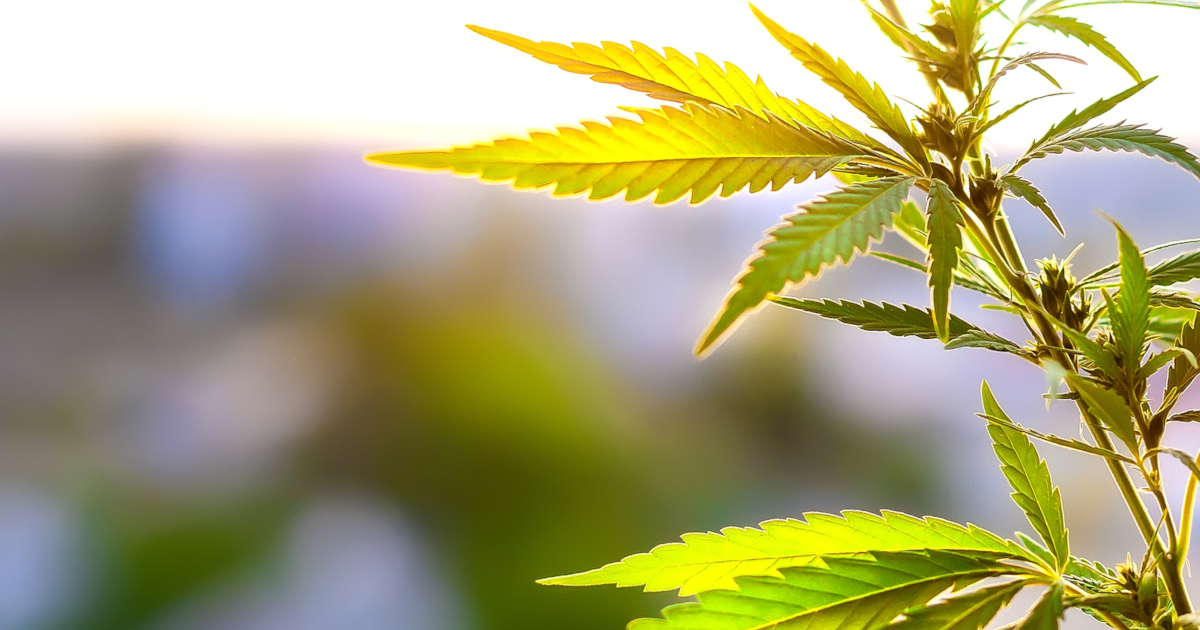 cannabis plant outdoors at sunrise