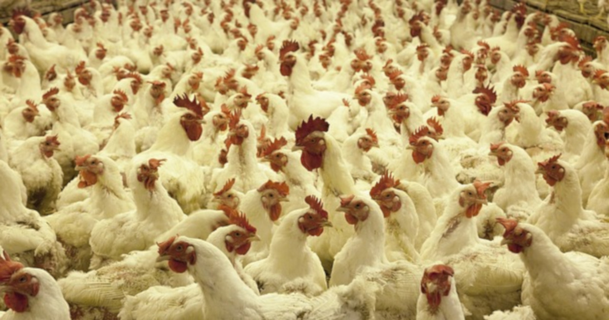 white chickens in a poultry factory farm