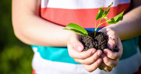 young child holding a small seedling within a clump of soil