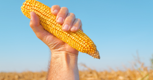 farmer holding an ear of corn in a crop field against a blue sky