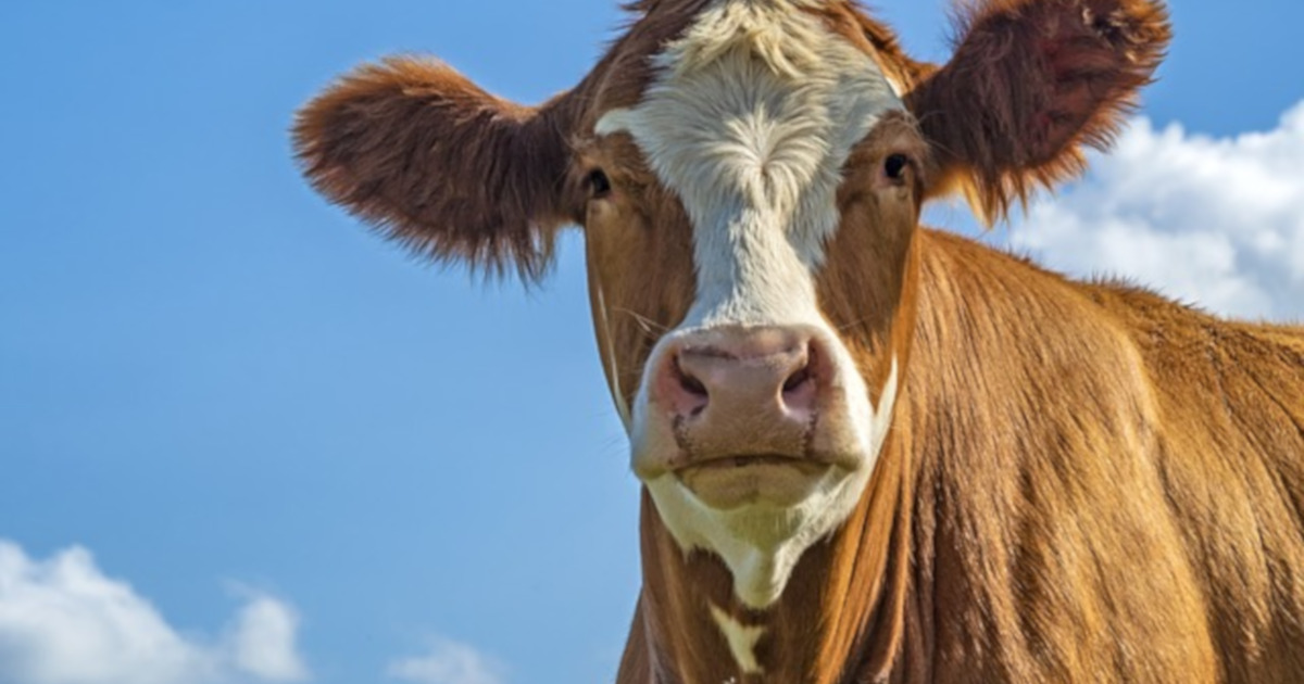 reddish brown cow against a blue and white sky during a sunny day