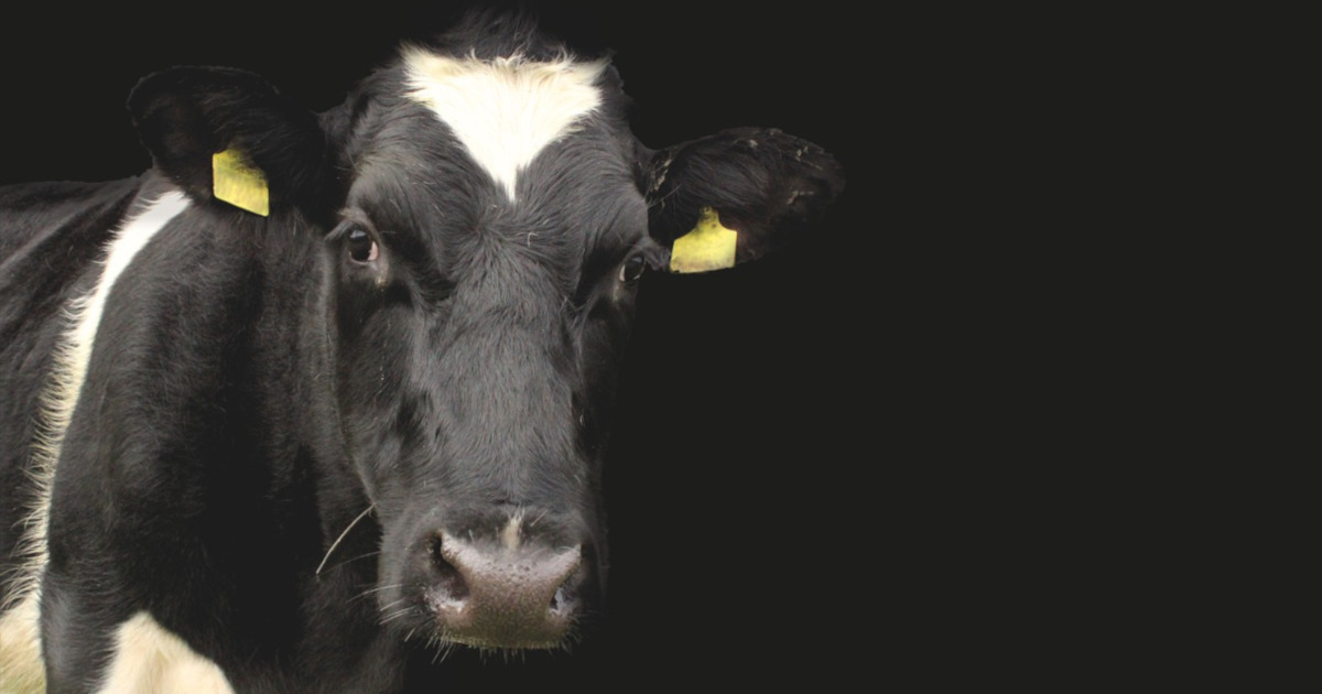 black and white tagged cow against a black background