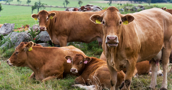 brown cattle grazing in a field