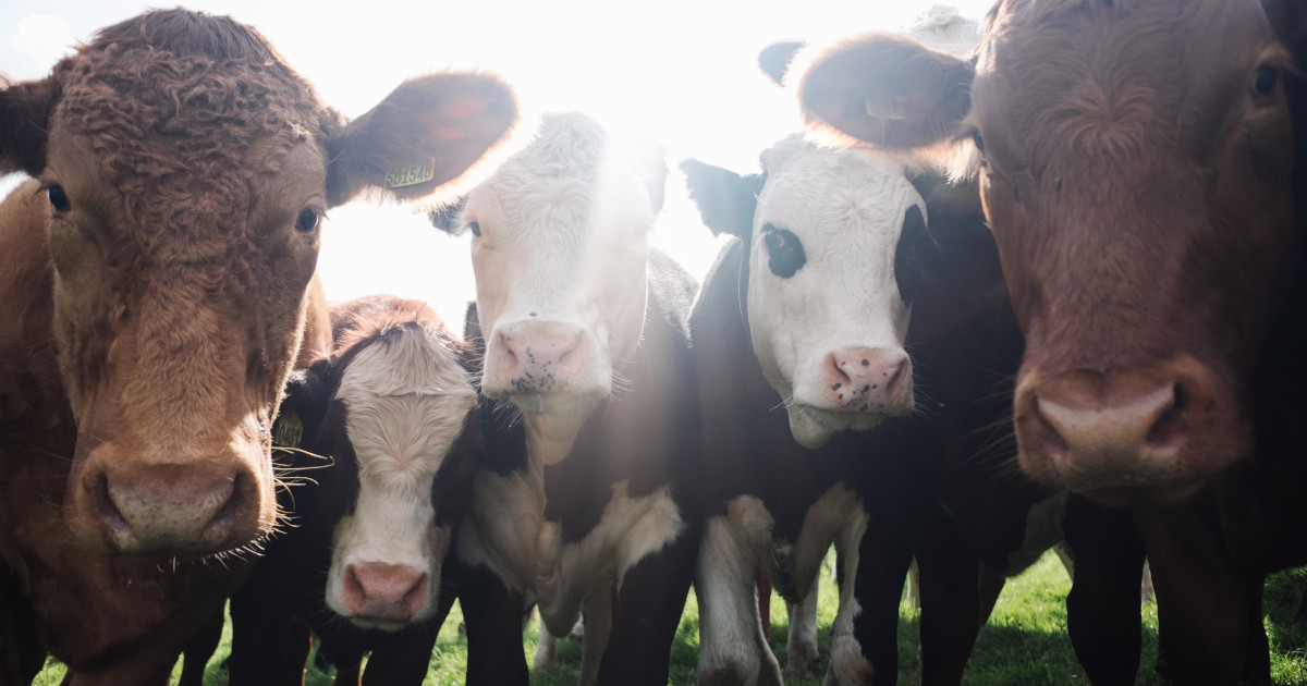 cattle crowding together in a pasture on a sunny day