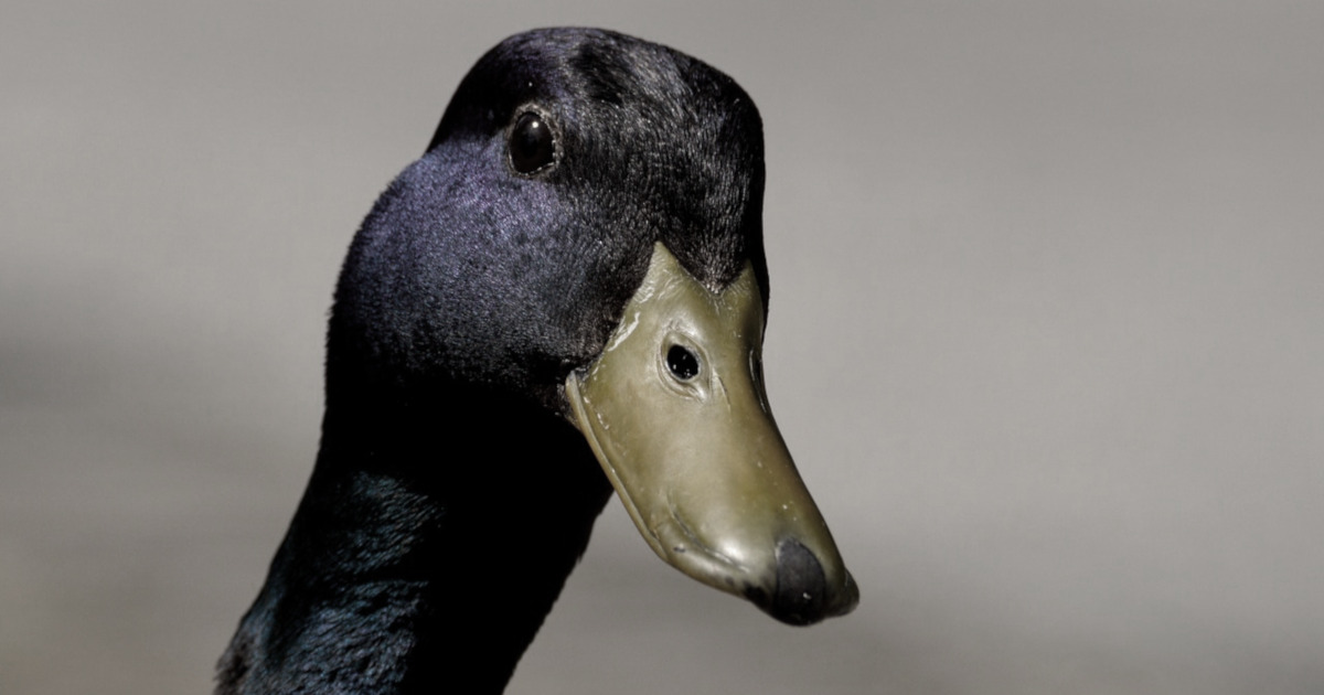 head of a mallard duck