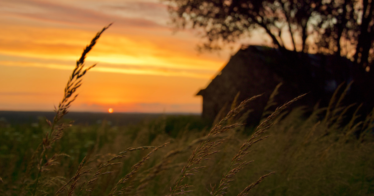 farm field of wheat by a barn at sunset