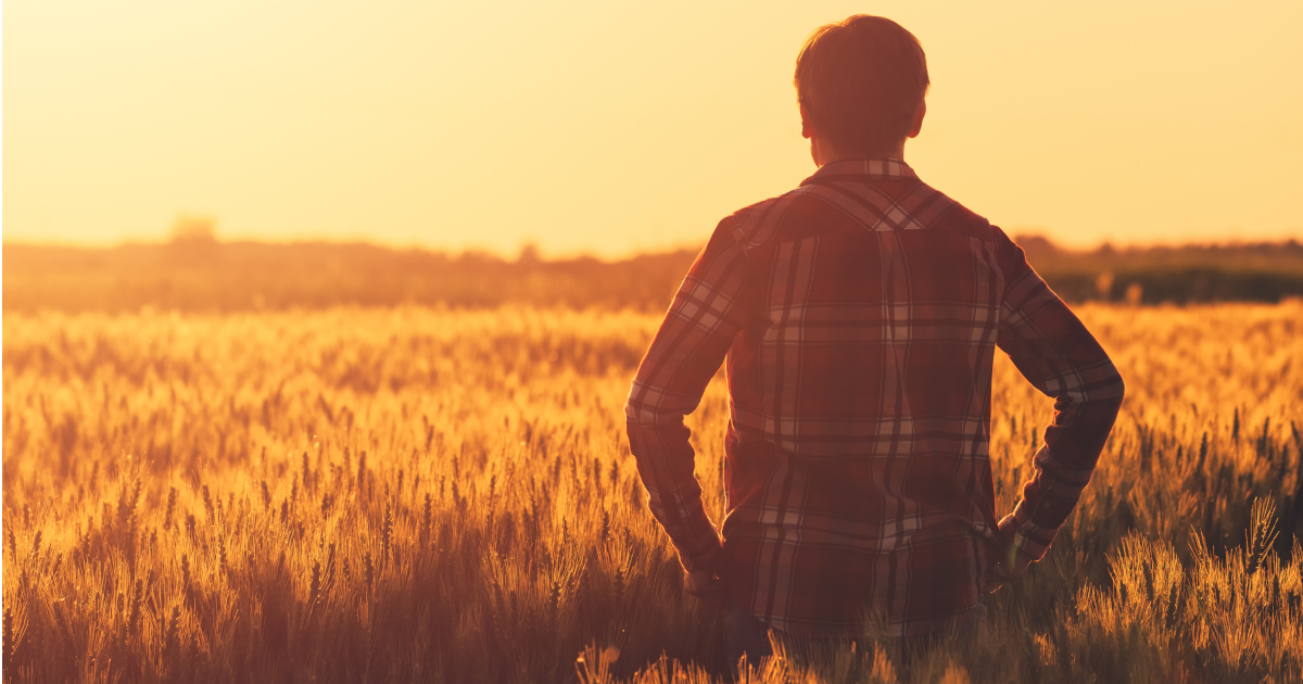 farmer in flannel standing in a wheat crop field on a farm at sunset