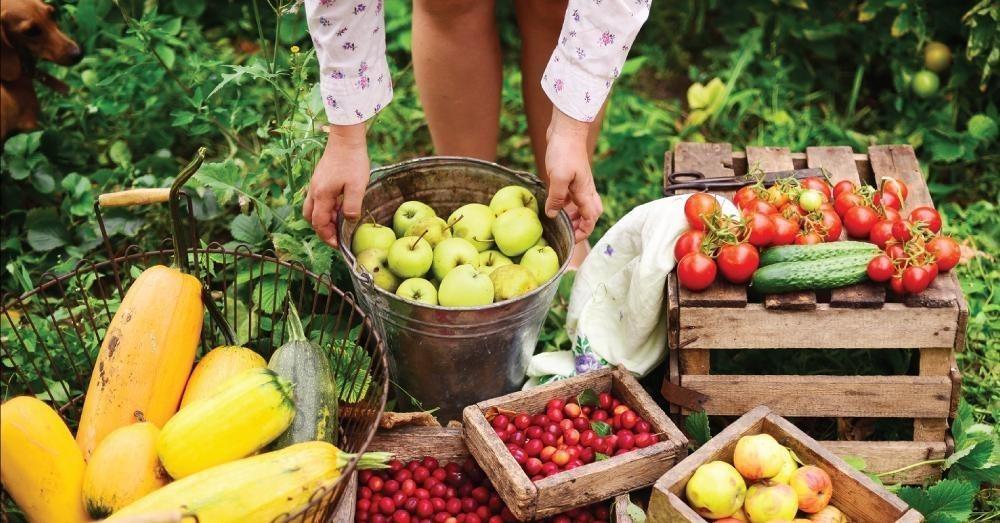 fresh produce in crates and buckets on a farm