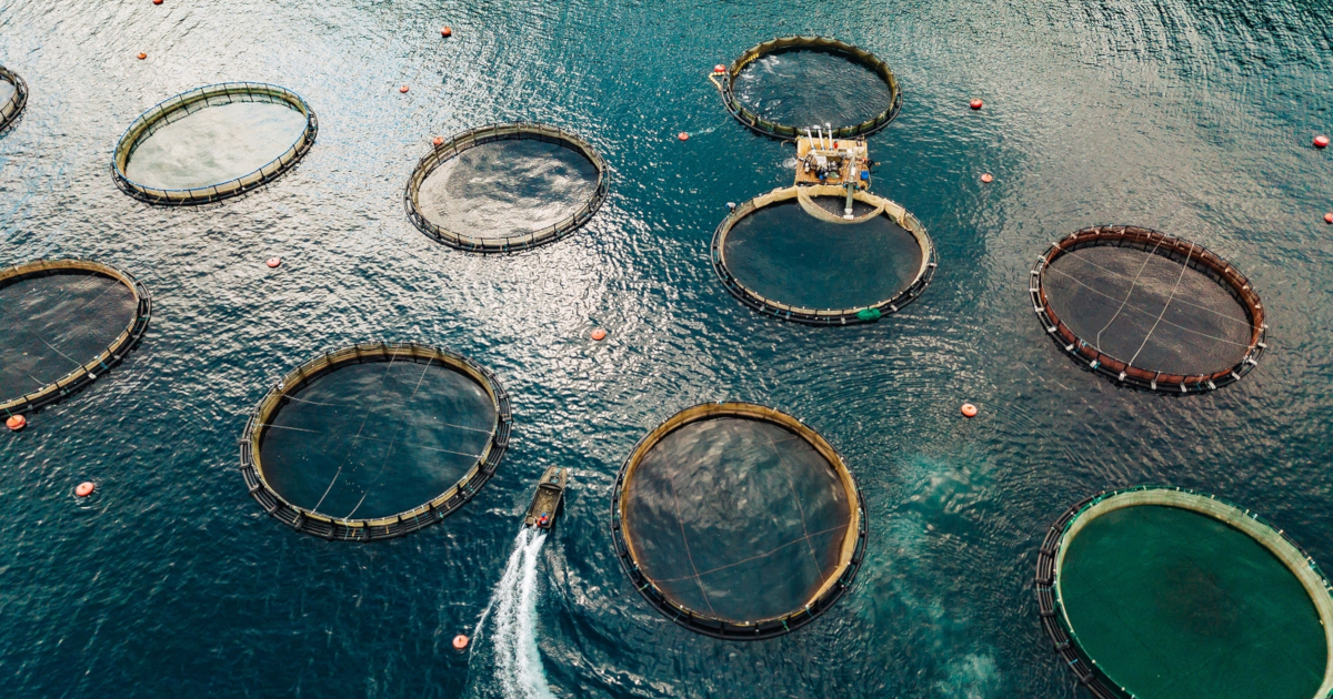 fish farm nets in the ocean