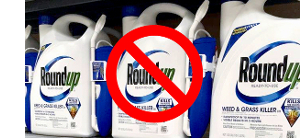 blue and white bottles of Monsantos Roundup herbicide on a store shelf with a red circle and slash through them