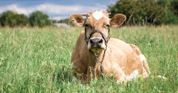 Grassfed cow on pasture