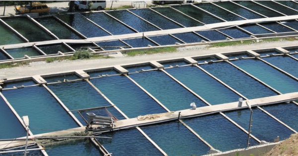 fish factory farm