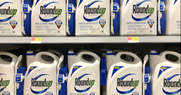 blue and white bottles of Monsantos glyphosate herbicide ROUNDUP on store shelves