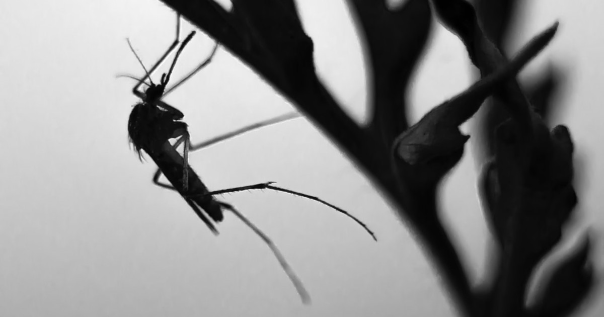 black and white image of a mosquito landing on a plant
