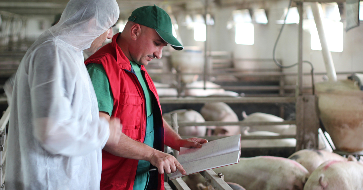 two men in protective suits working at a factory farm CAFO of pigs