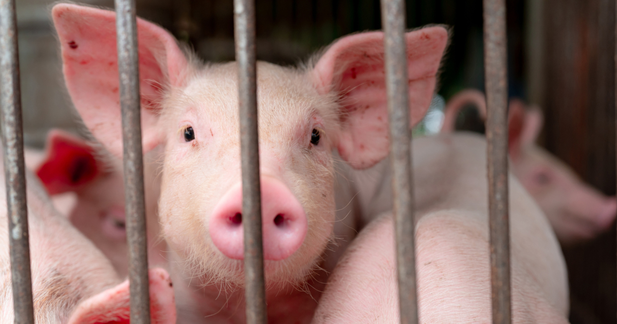 pink colored piglets in a metal bar cage on a factory farm CAFO