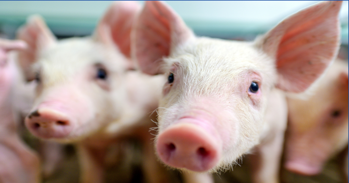 pink hog piglets in a factory farm cafo