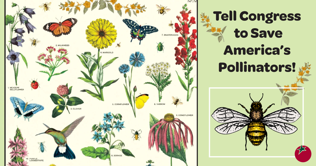 Tell Congress to Save America's Pollinators! | Organic Consumers