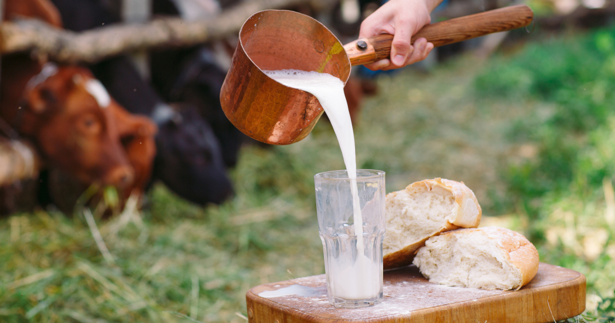 person pouring raw milk into a glass on a dairy farm field with cows