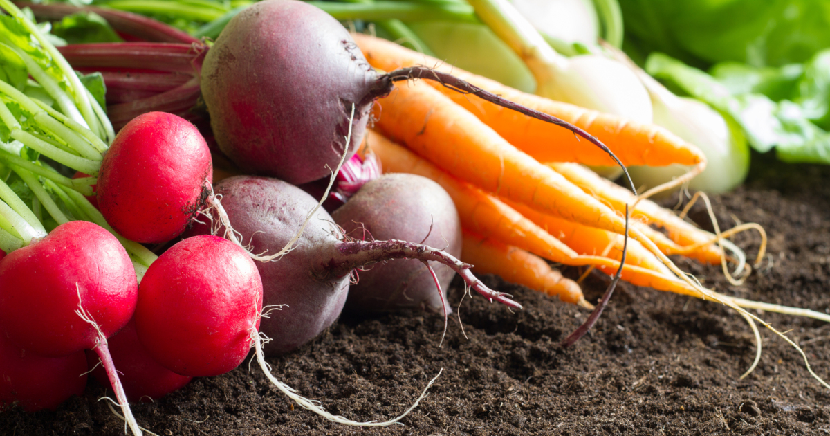 root vegetables including radishes beets carrots and kohlrabi at harvest time on a bed of soil