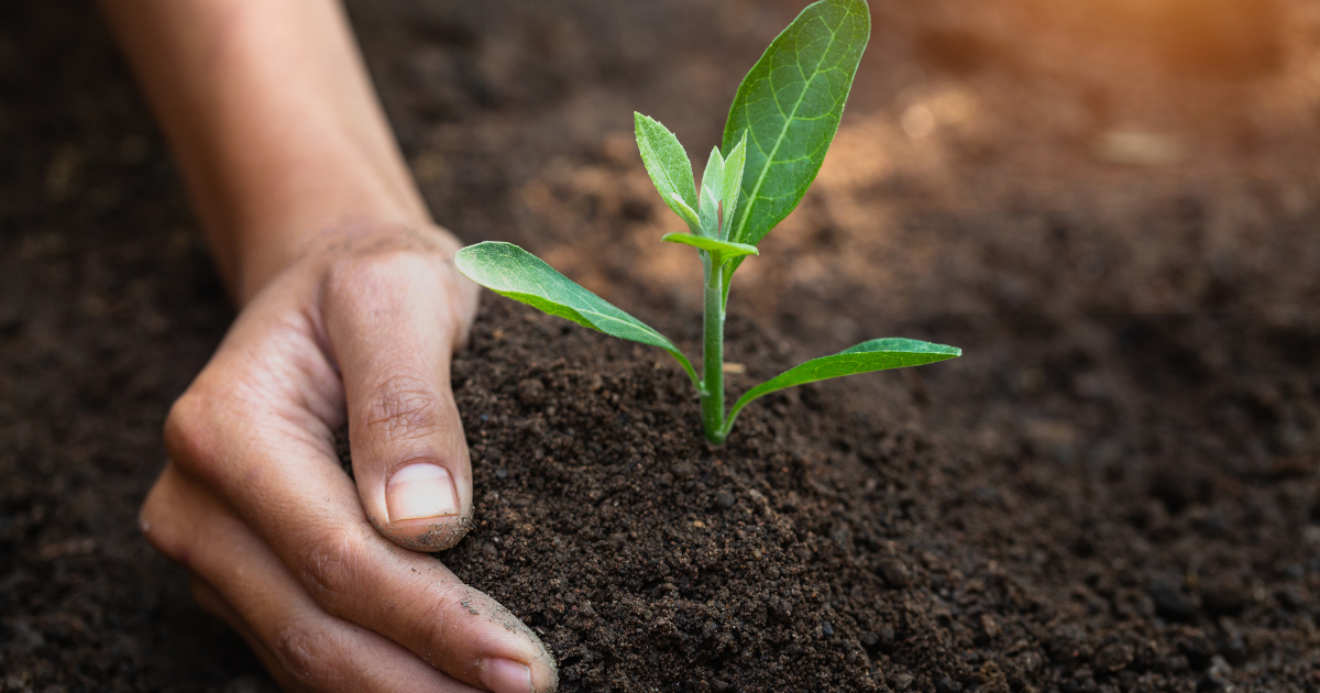 hand planting a seedling plant into rich soil
