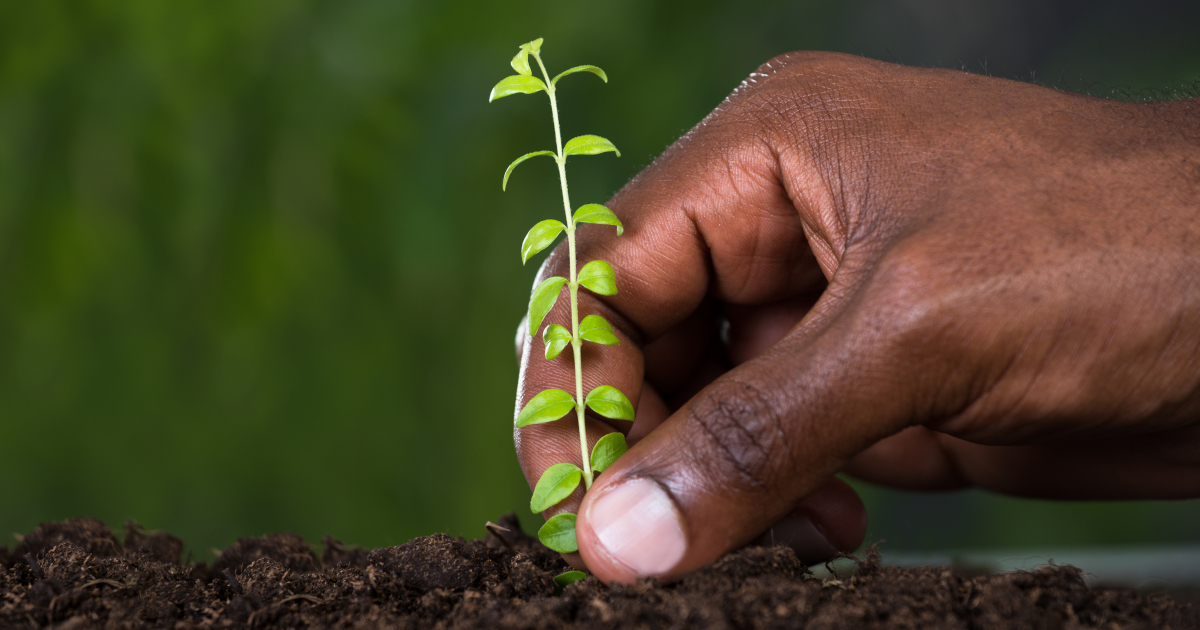 persons hand planting a seedling in soil
