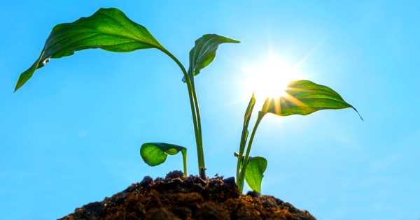 plant seedling in brown soil against a blue sky with bright sun