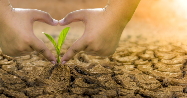 seedling in dry cracked earth with a childs hands shaped like a heart