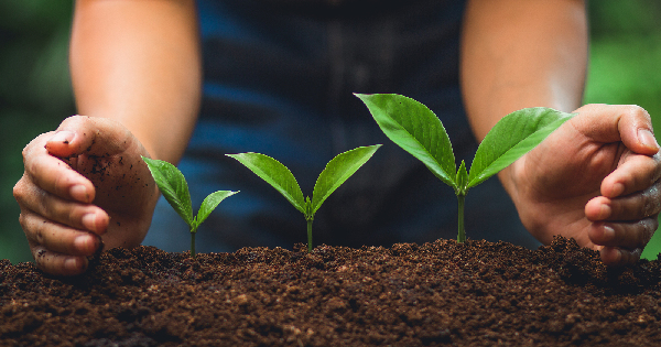 three green seedling plants in rich dark soil surrounded by a young womans hands