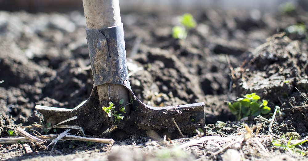 shovel in soil surrounded by plants and dirt