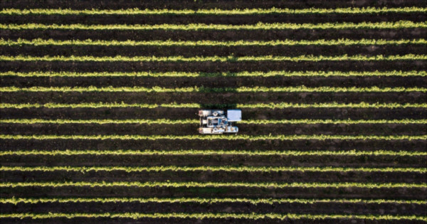 tractor in a row of crops on a farm field