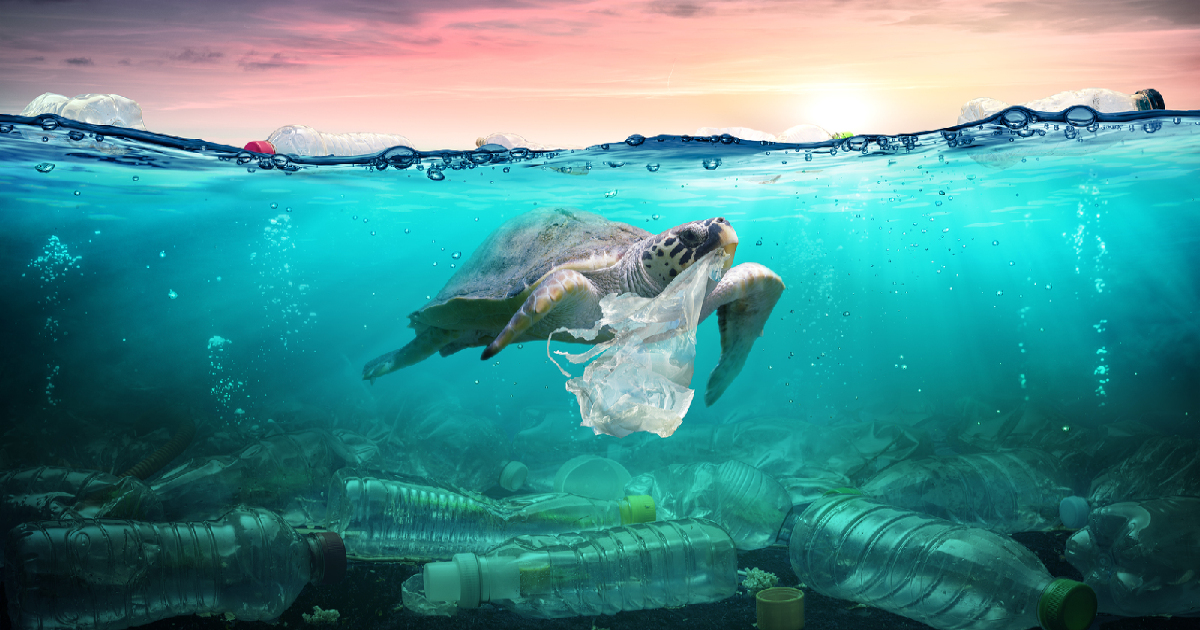 sea turtle swimming in the polluted ocean