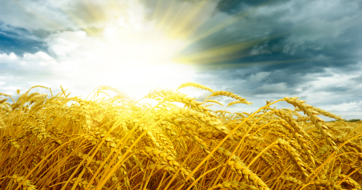 wheat field at sunrise