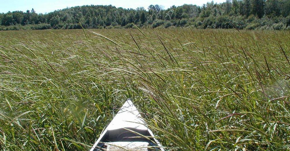 Wild Rice Pollution MINNESOTA: Tell Gov. Dayton to Veto the Wild Rice Pollution Bill and ...