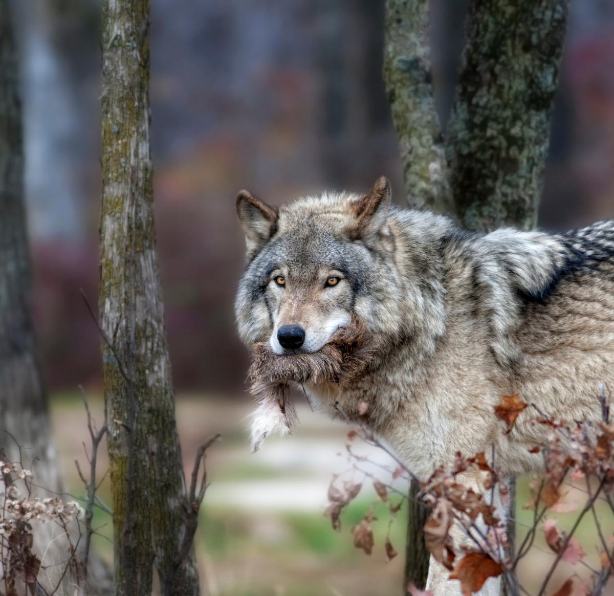 A grey wolf looks at the camera.