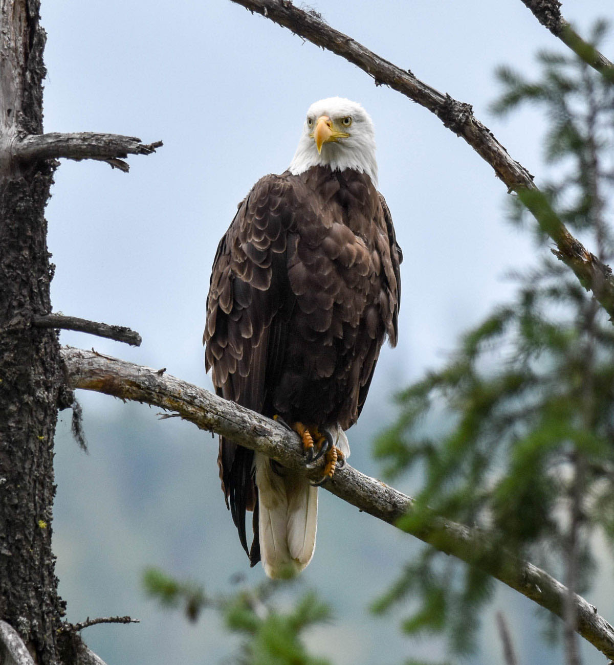 A bald eagle sits on a branch, looking over a lush green forest