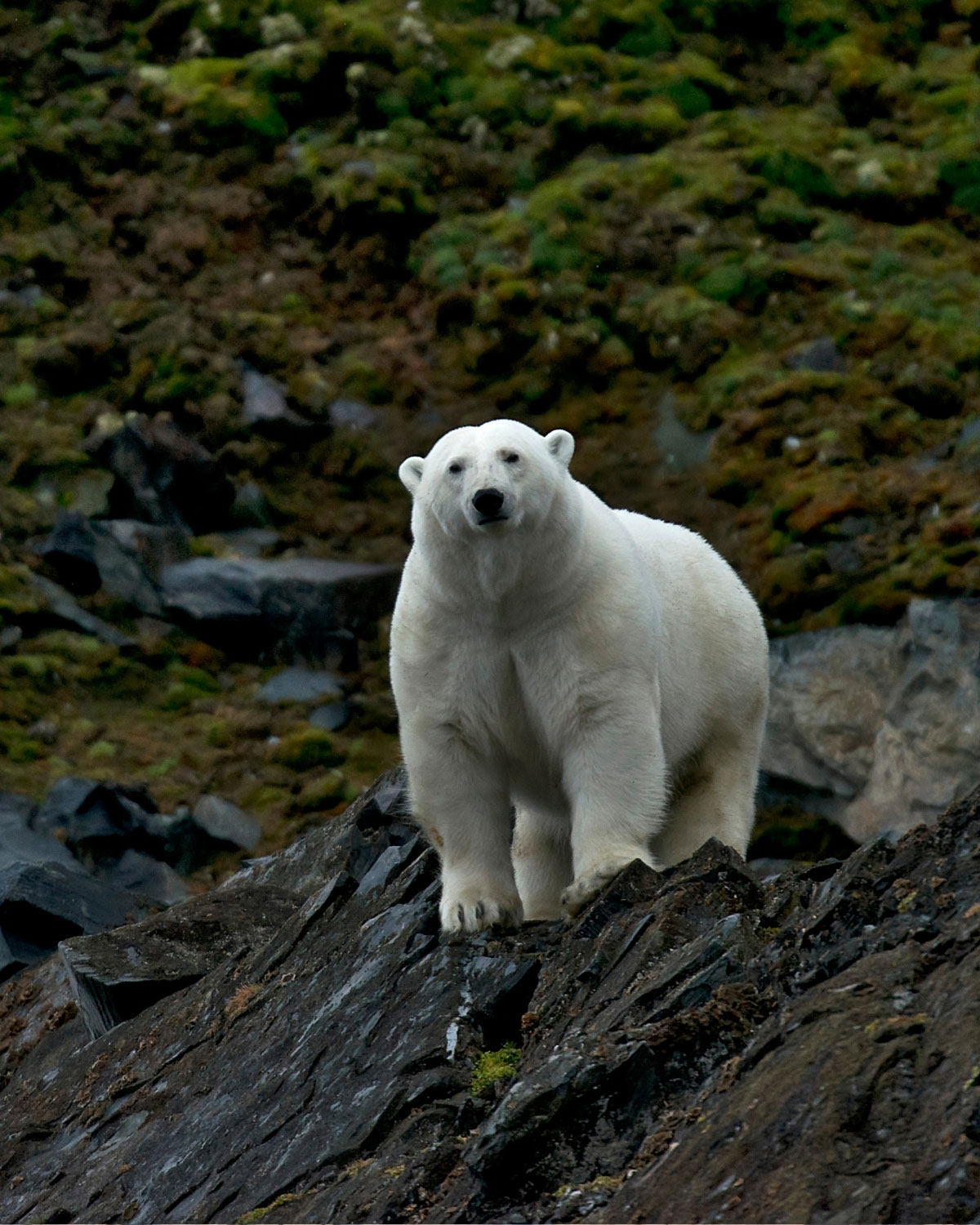 A polar bear stands on a rock, staring at the camera, with mossy grey rocks in the background
