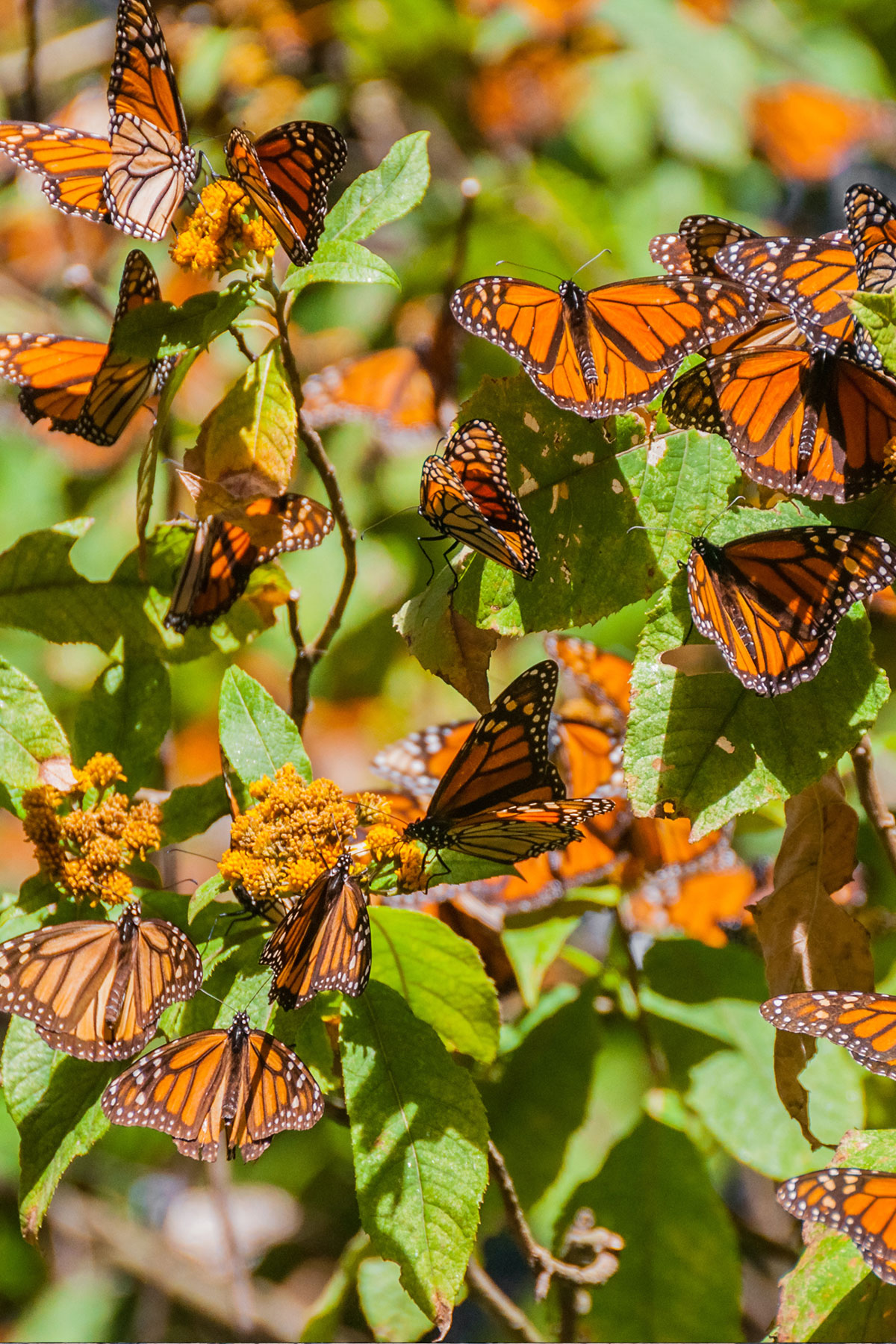 Many monarch butterflies gather together.