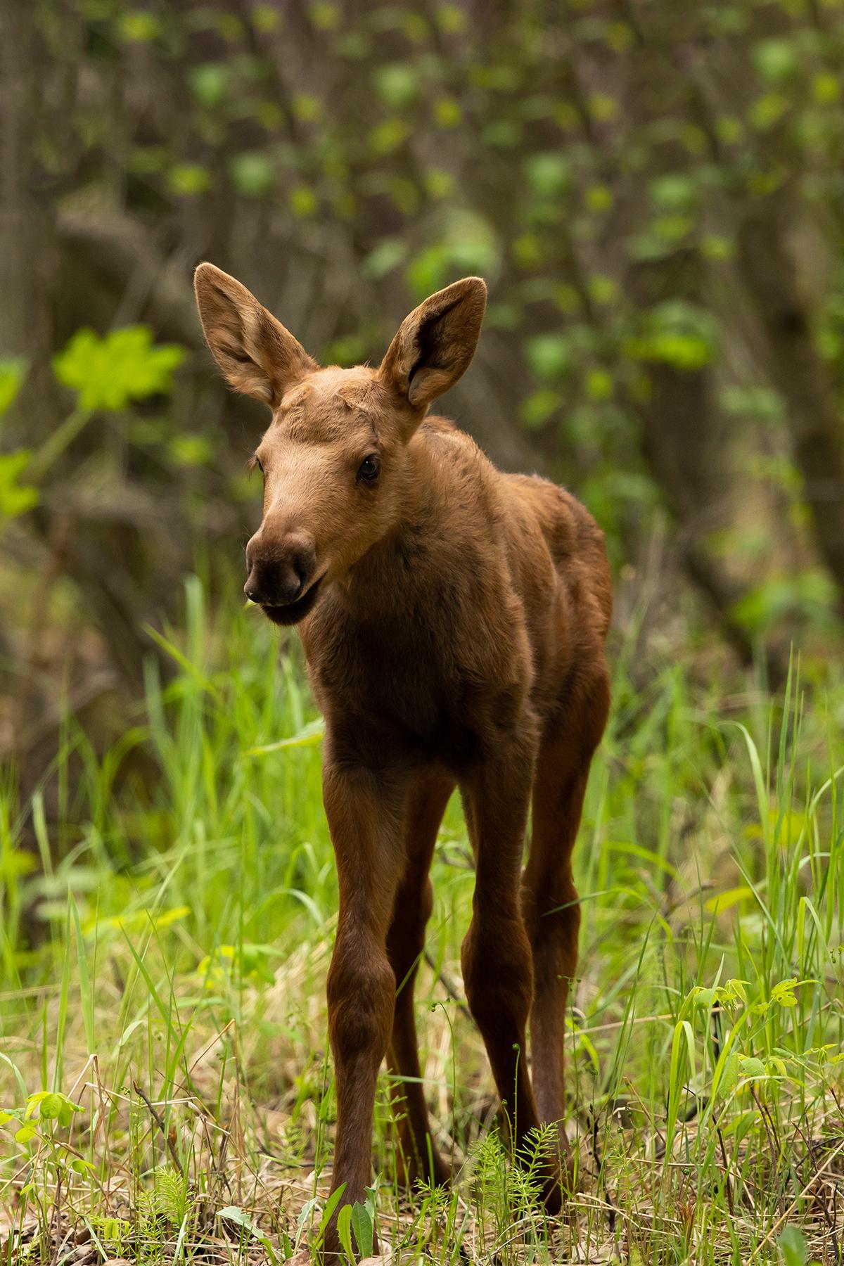 A young moose stands on a bed of lush green grass