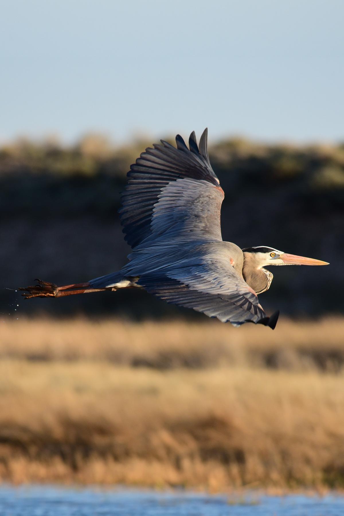 A great blue heron flies over marshland.