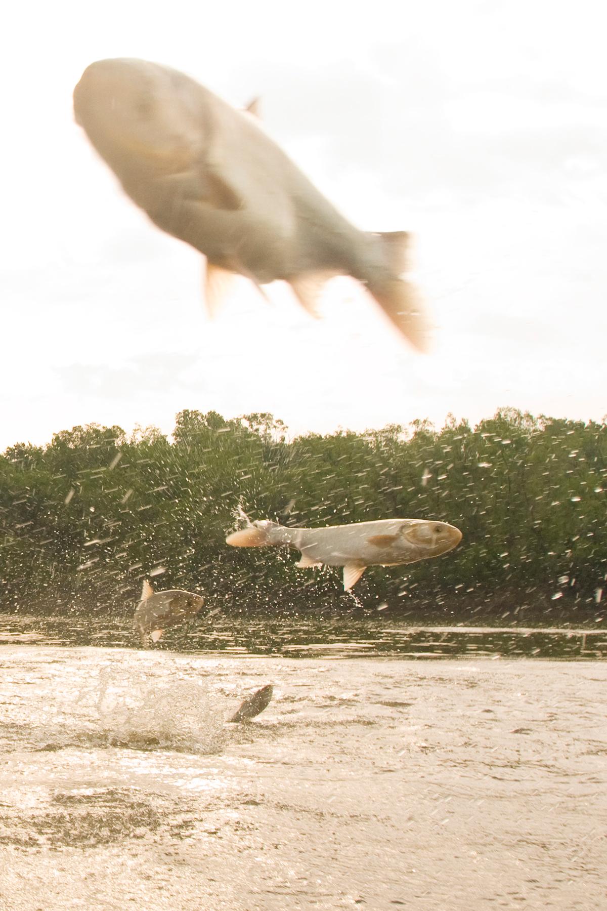 Two species of invasive carp, the bighead and silver, jumping out of the Illinois River near Havana, Illinois