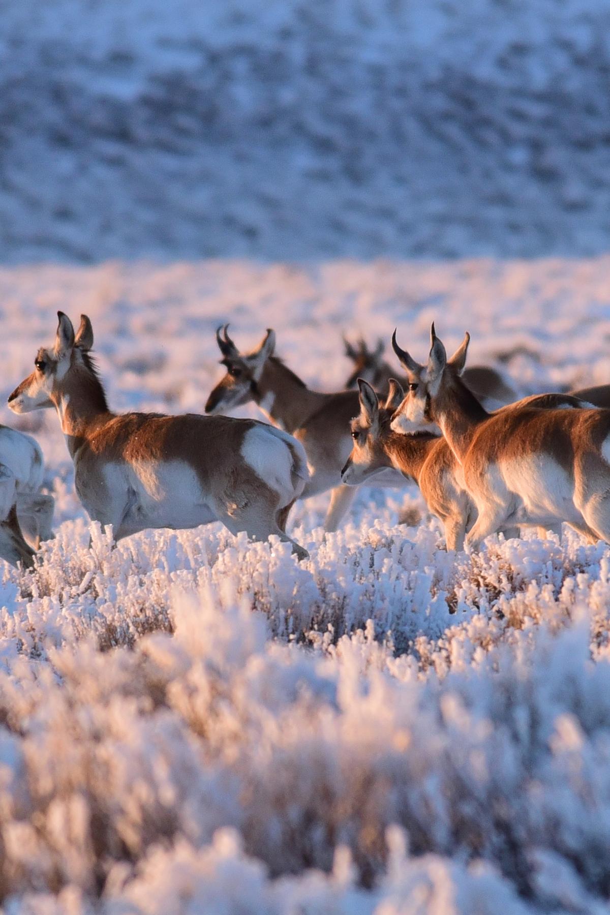 A herd of pronghorn run together on an open plain.