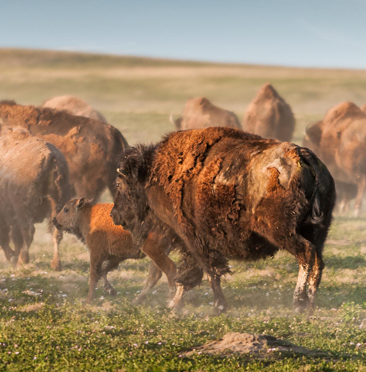 A herd of bison roam together on an empty plain
