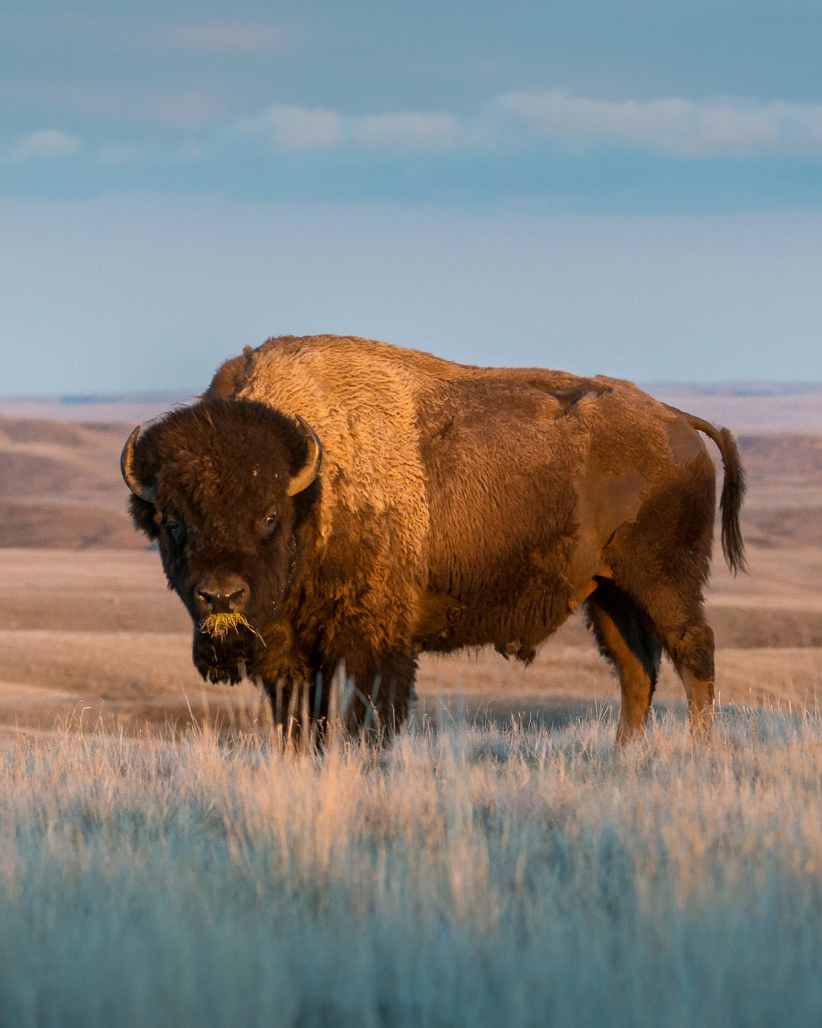A single bison stands on an empty plain, staring at the camera
