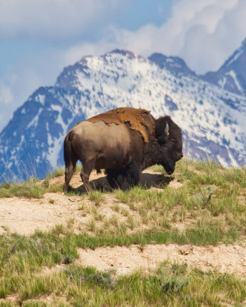 A single bison stands on a mountaintop with a backdrop of snowy mountains