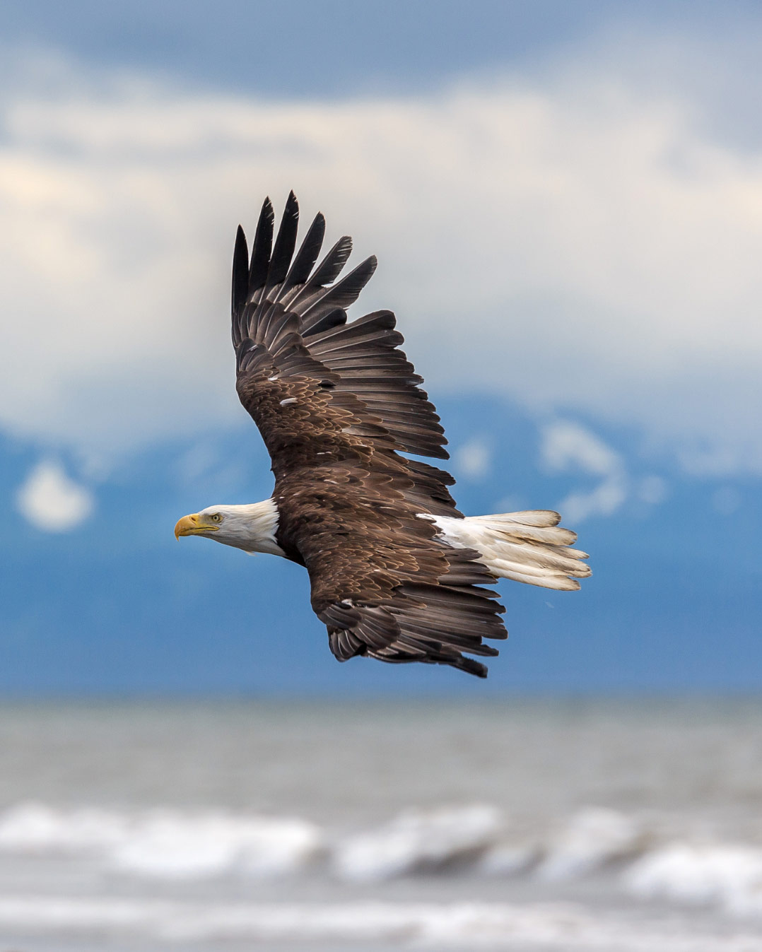 An eagle flies over a beach with rocky mountains in the background