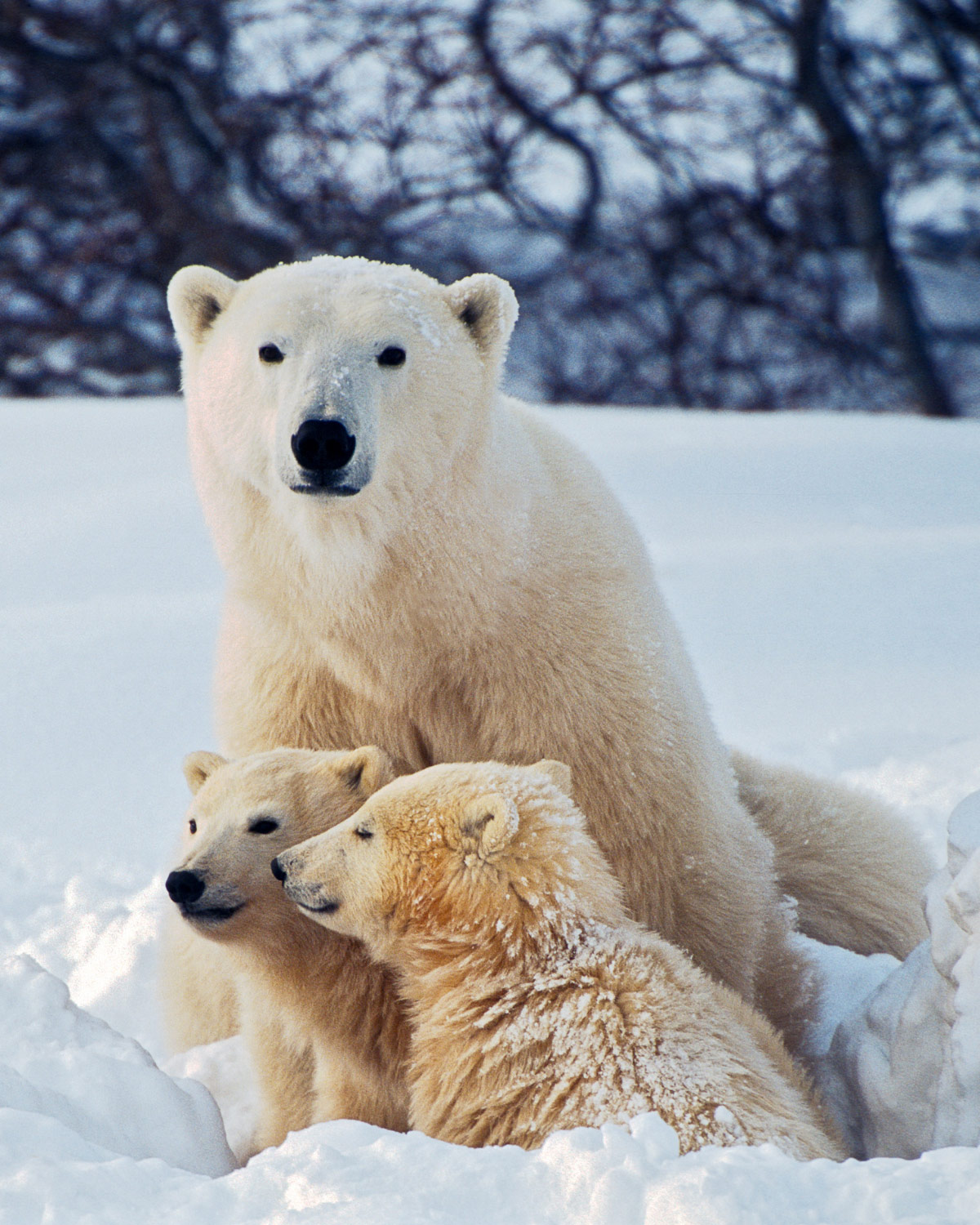 three polar bears sit on the snow, two cubs interact with each other and a grown bear stares at the camera