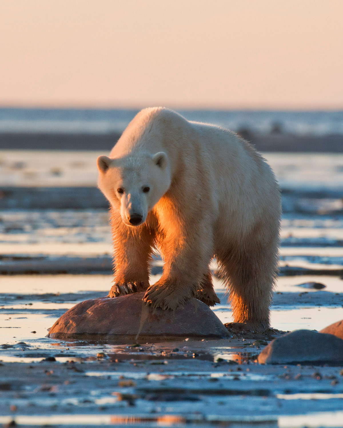 A polar bear stands on an empty beach