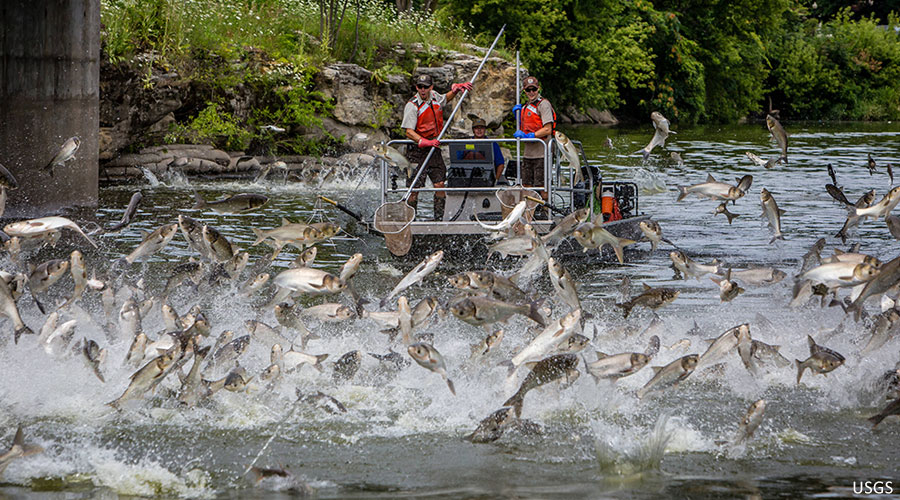 Asian Carp